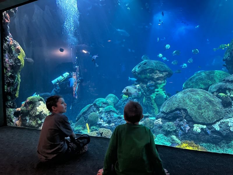 Visit the Tennessee Aquarium (Chattanooga)