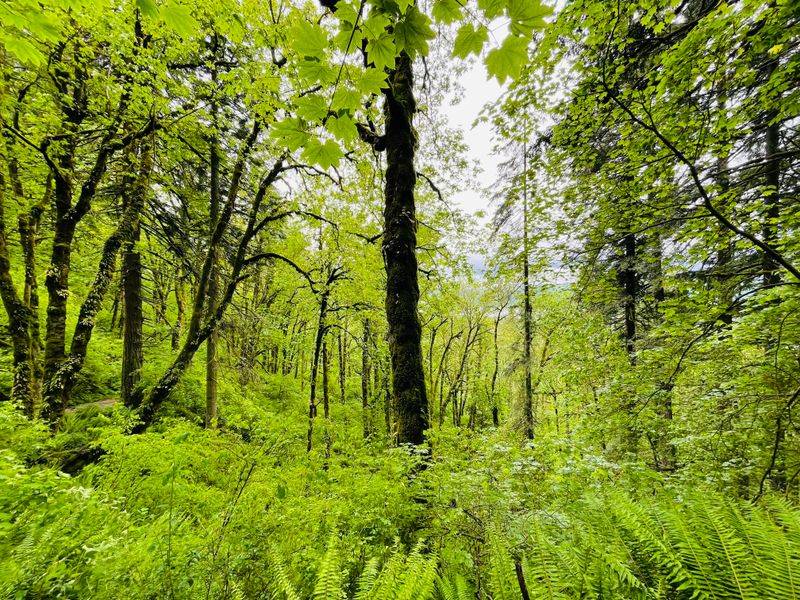 Local Flora And Wildlife