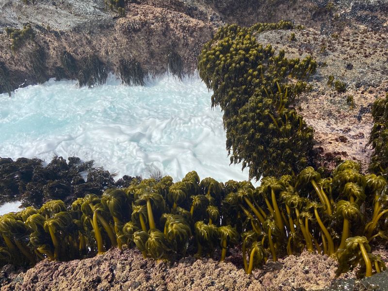 Van Damme State Park and Pygmy Forest