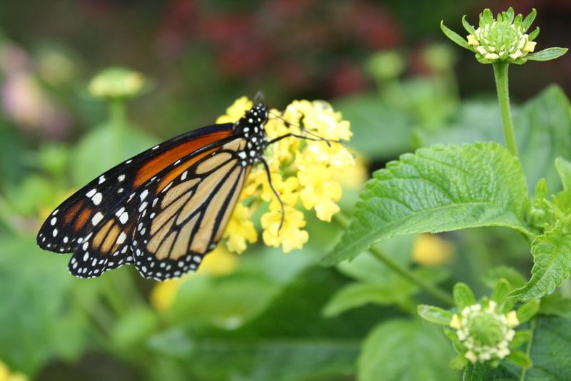 Butterfly releases at weddings and memorials