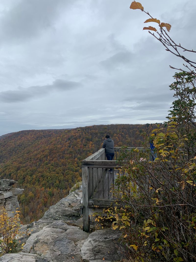 Wildlife Watching In The High Country Bog