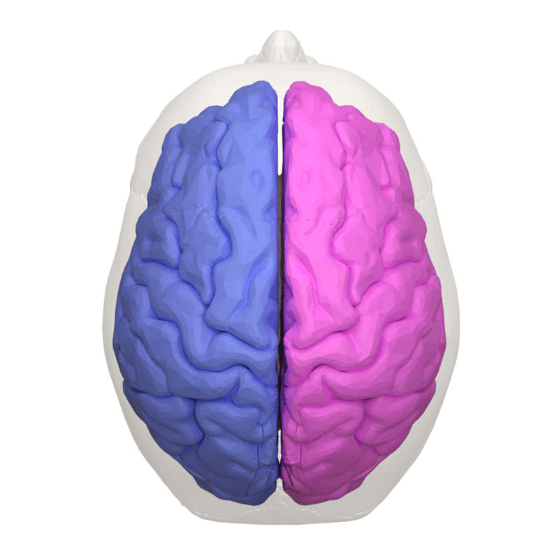 People Are Either Left-Brained or Right-Brained