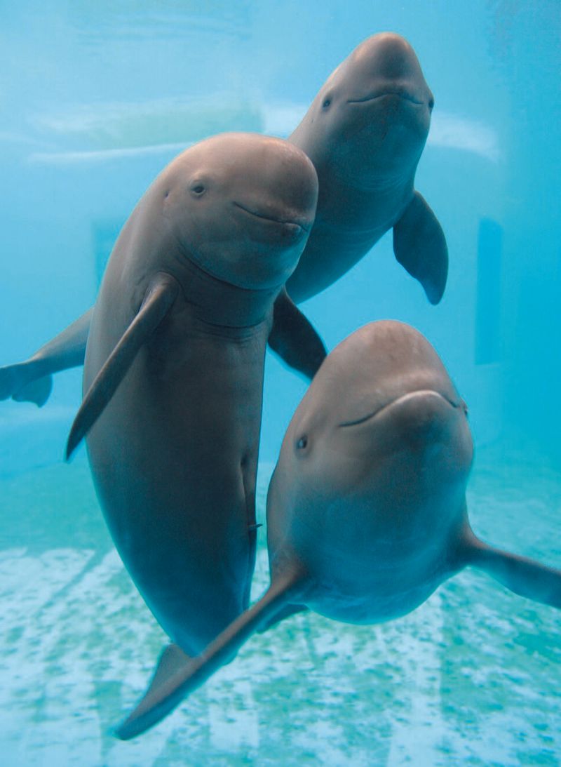 Yangtze Finless Porpoise