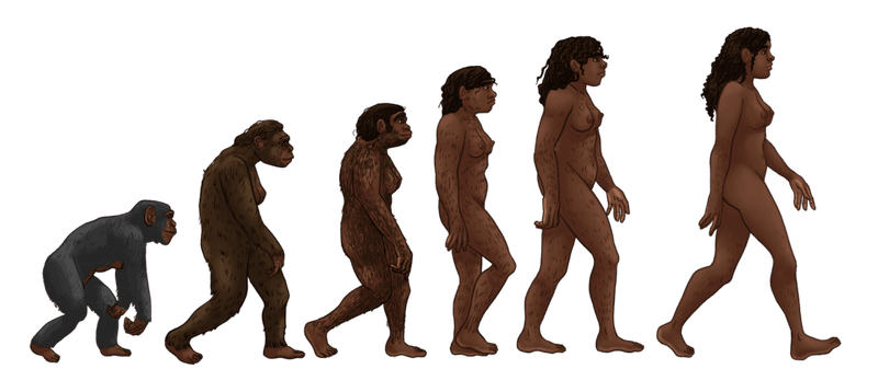 Humans Didn't Evolve From Modern Apes