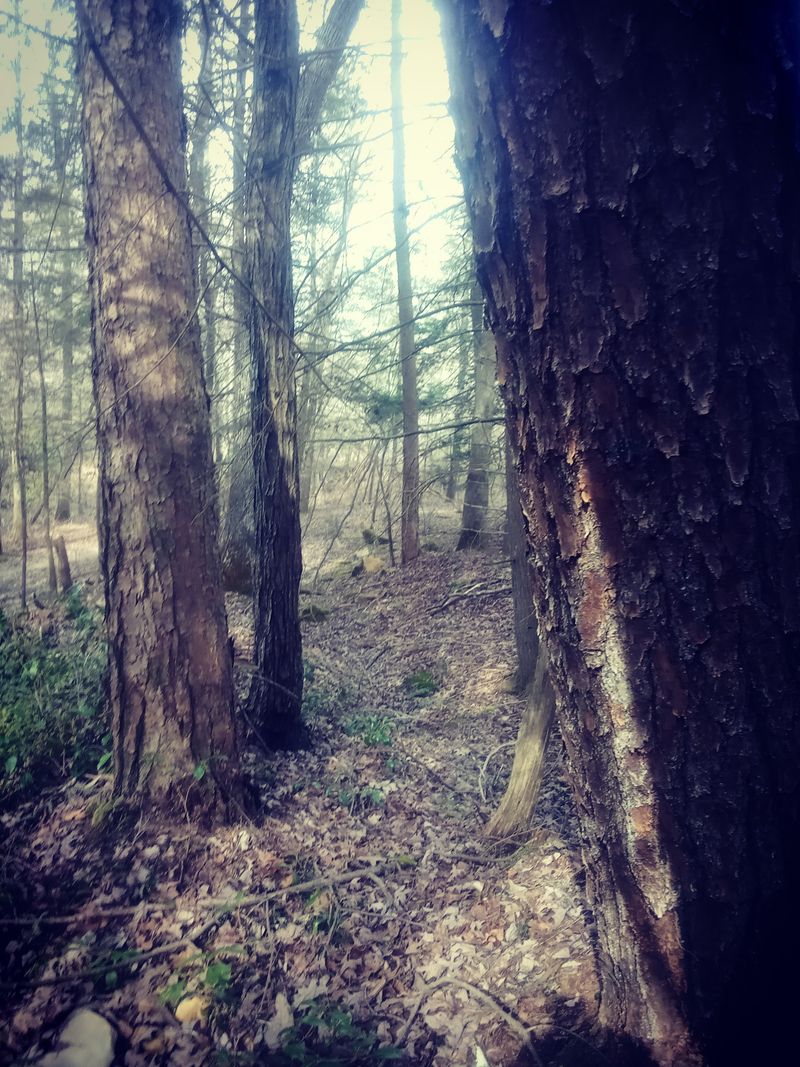 Dark Hemlock Passage