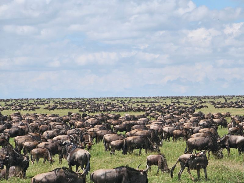Serengeti National Park — Tanzania