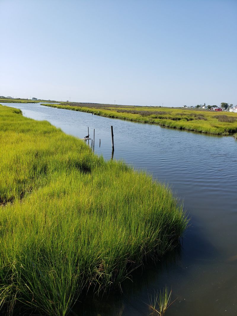 Photography Tips On The Marsh