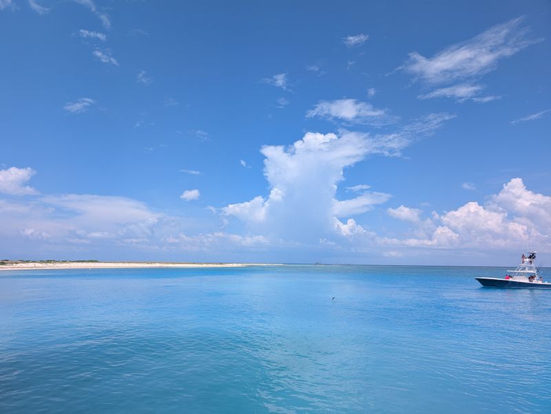 Turtle Encounters in Clear Water