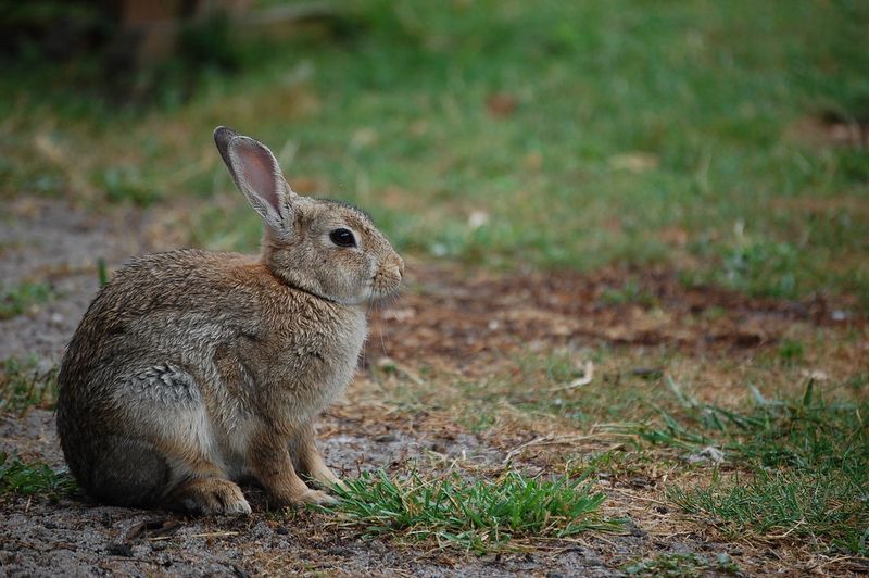 Rabbit's Foot for Luck