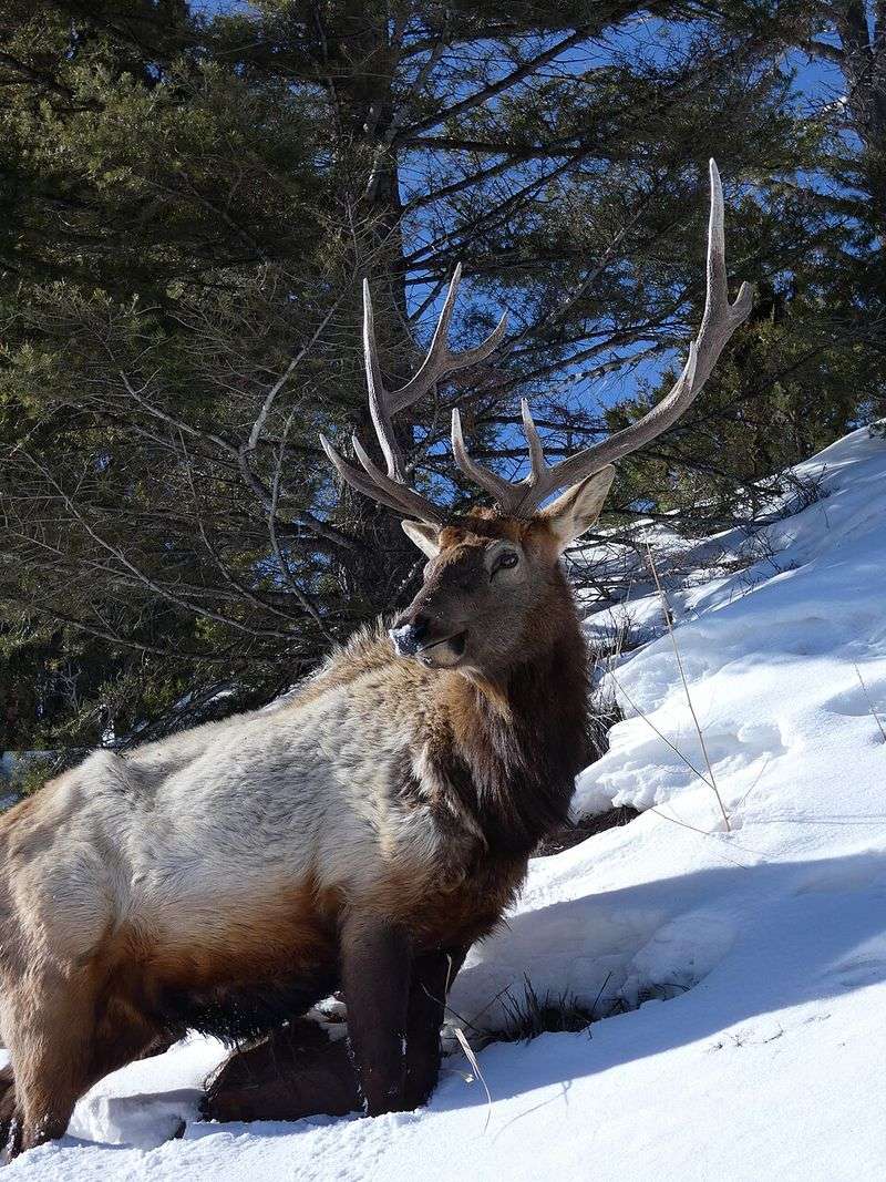 Winter wildlife comes into view