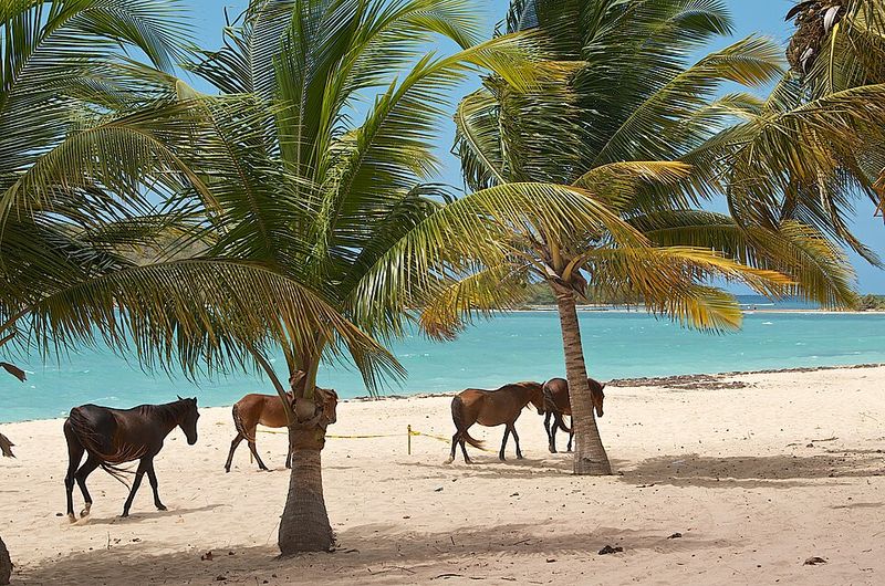 Vieques, Puerto Rico (flight or ferry once you're in PR)