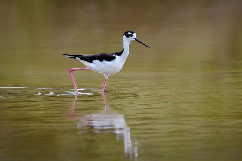 Home to Rare and Protected Wildlife