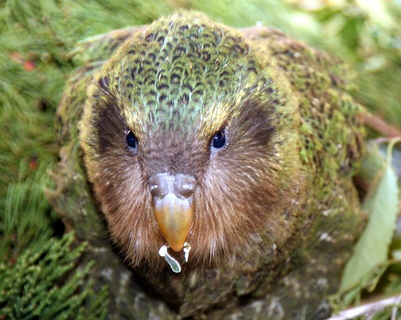 Kakapo