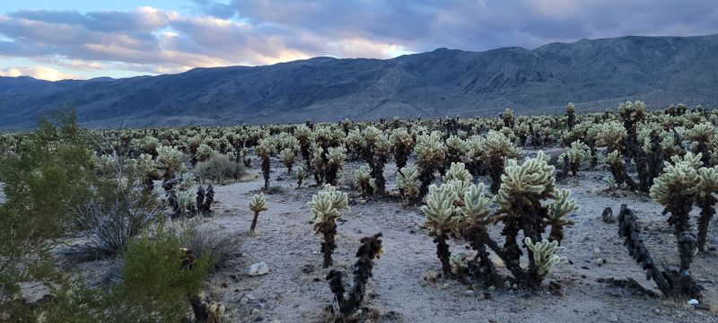 Yucca Valley, California