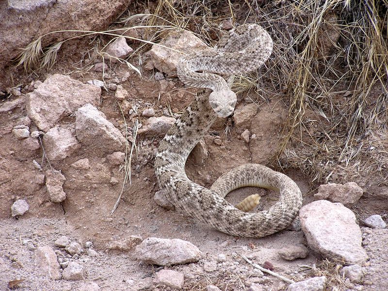 Sonoran Desert, Arizona