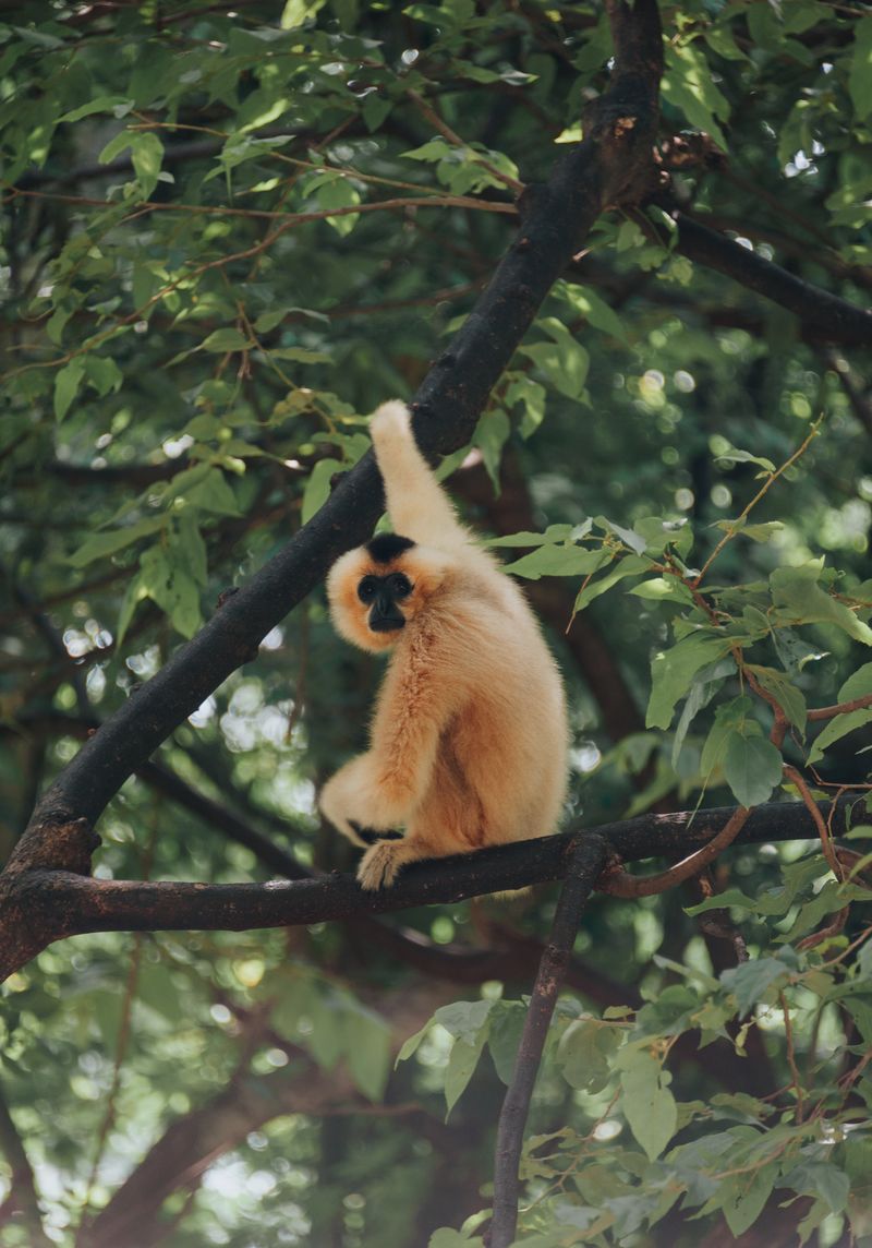 Cao-vit Gibbon