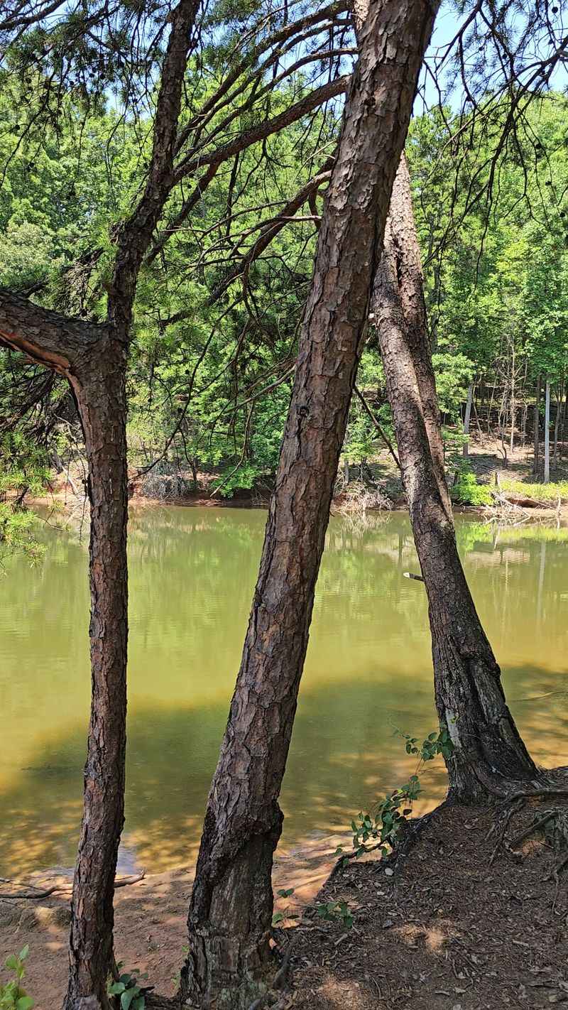 Picnicking Under Longleaf Pines