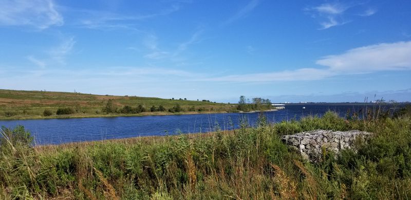 Seasonal Wildflowers and Grasses