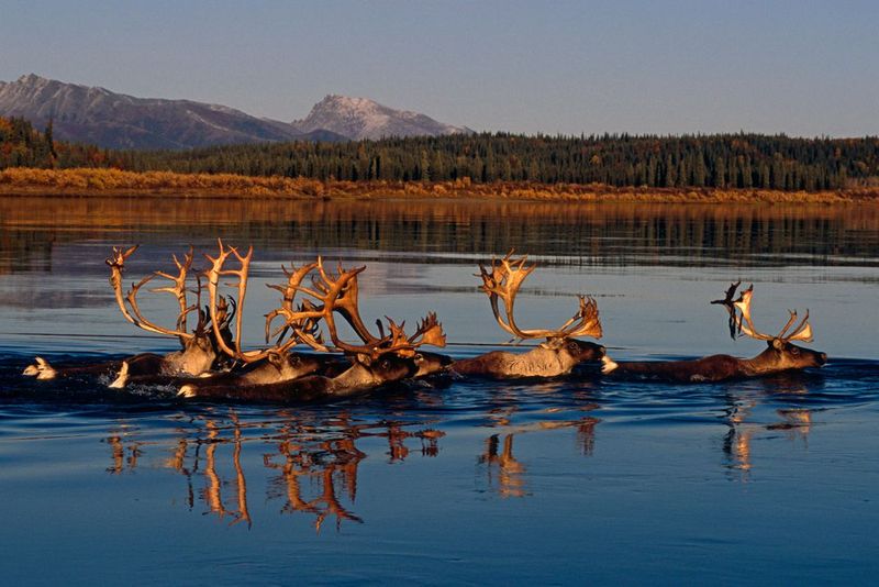 Western Arctic Caribou Migration