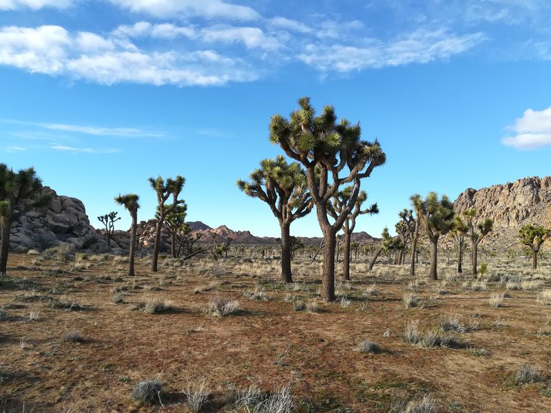 Joshua Tree, California