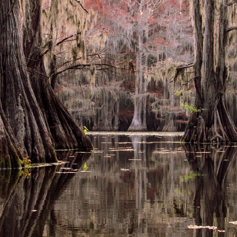 Caddo Lake, Texas / Louisiana
