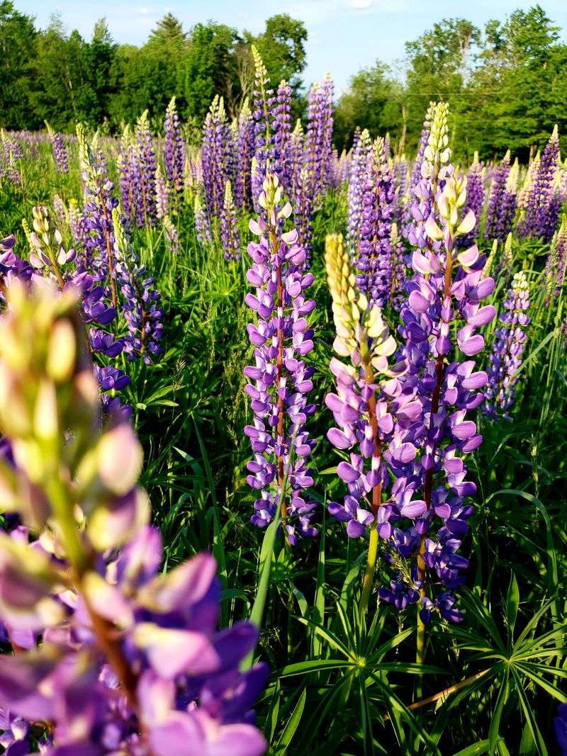 Lupine Season in Sugar Hill (New Hampshire)