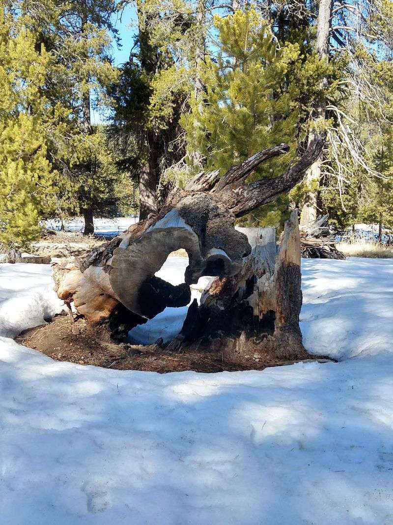 Snowshoe Quincy’s Meadow Edges
