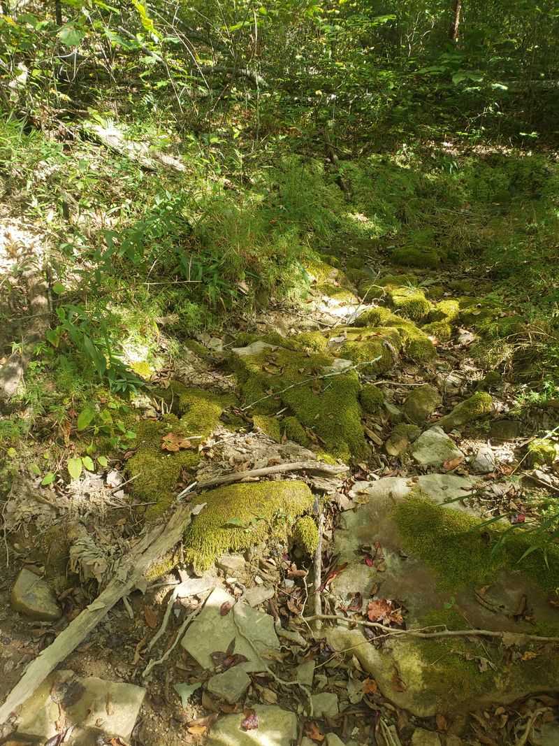 Stone Steps Through a Notch