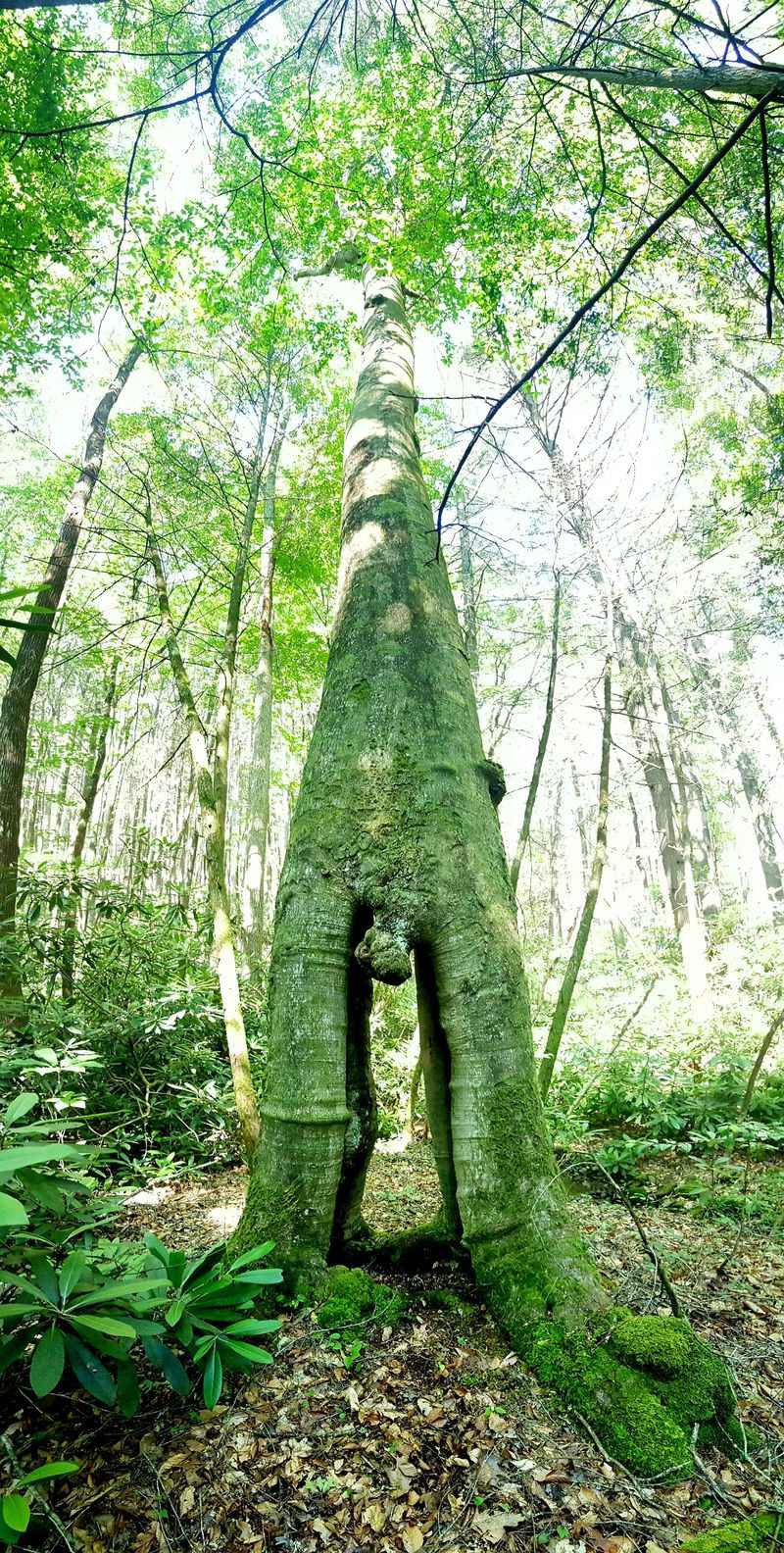 Wolf Ridge Quiet Loop