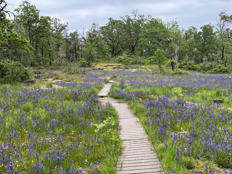 Camassia Natural Area