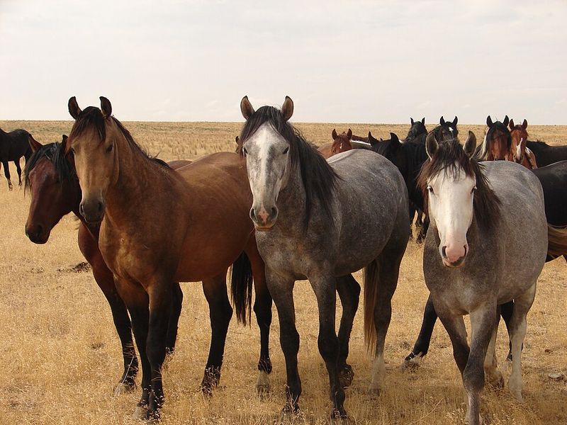 Saylor Creek Herd Area, Idaho