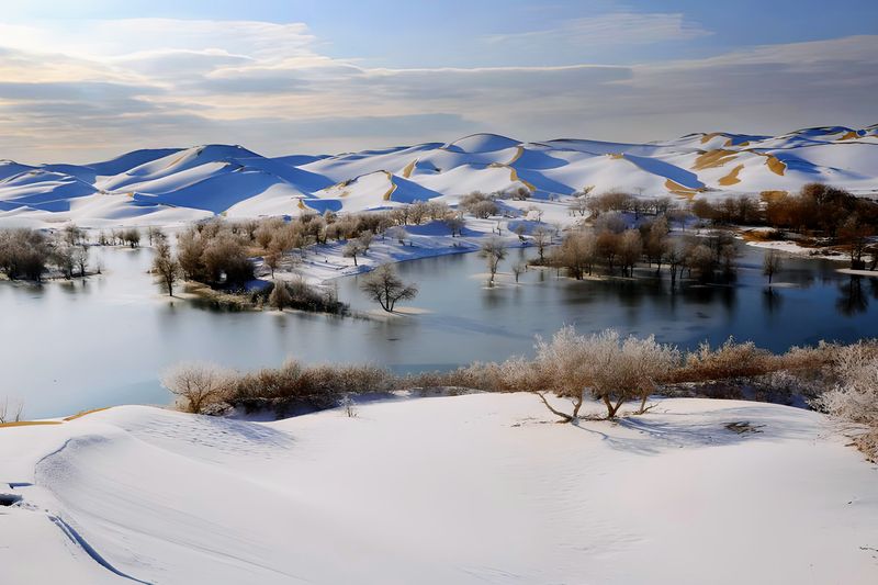 Tracks of Life in Winter
