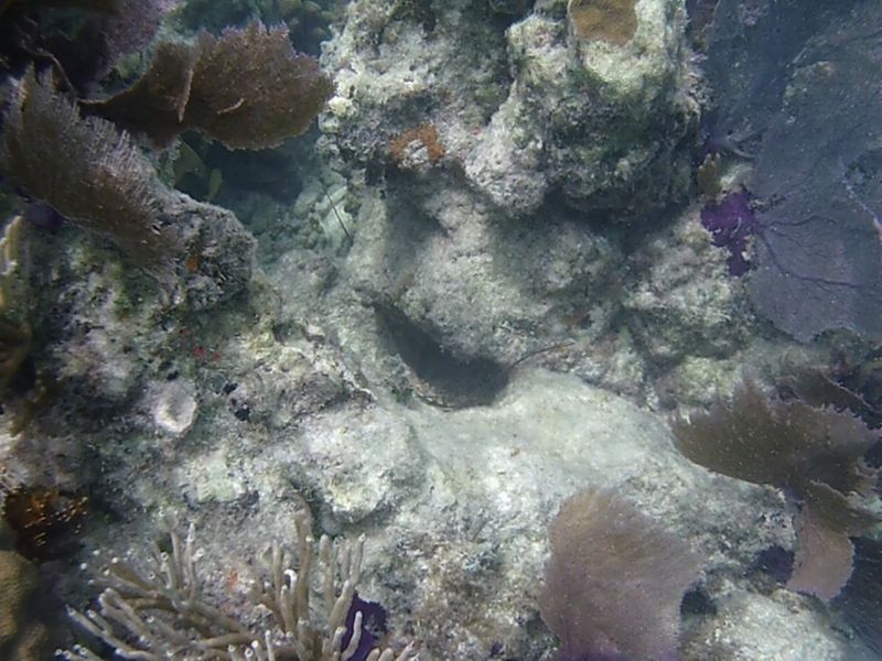 Shallow Reef Macro Safari