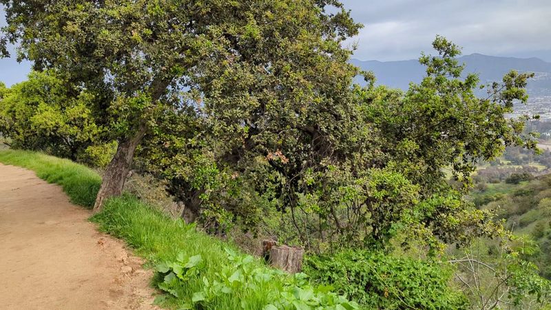 Ferndell Nature Walk Escape