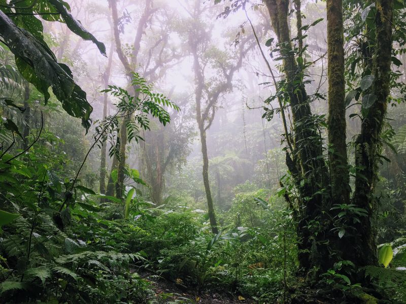 Monteverde Cloud Forest, Costa Rica