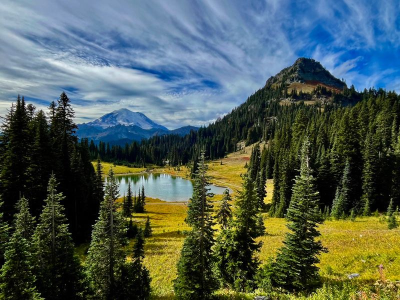 Stargazing Above the Trees