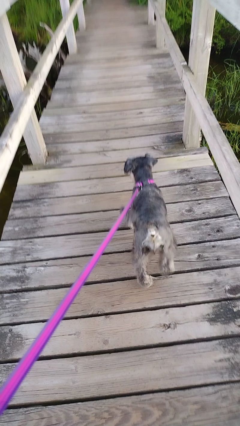 Dog Friendly Considerations