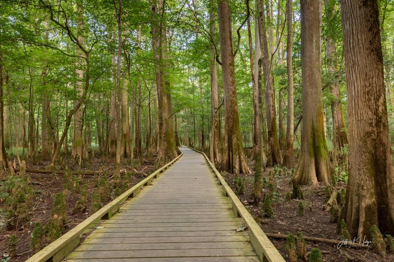 Congaree National Park (South Carolina)