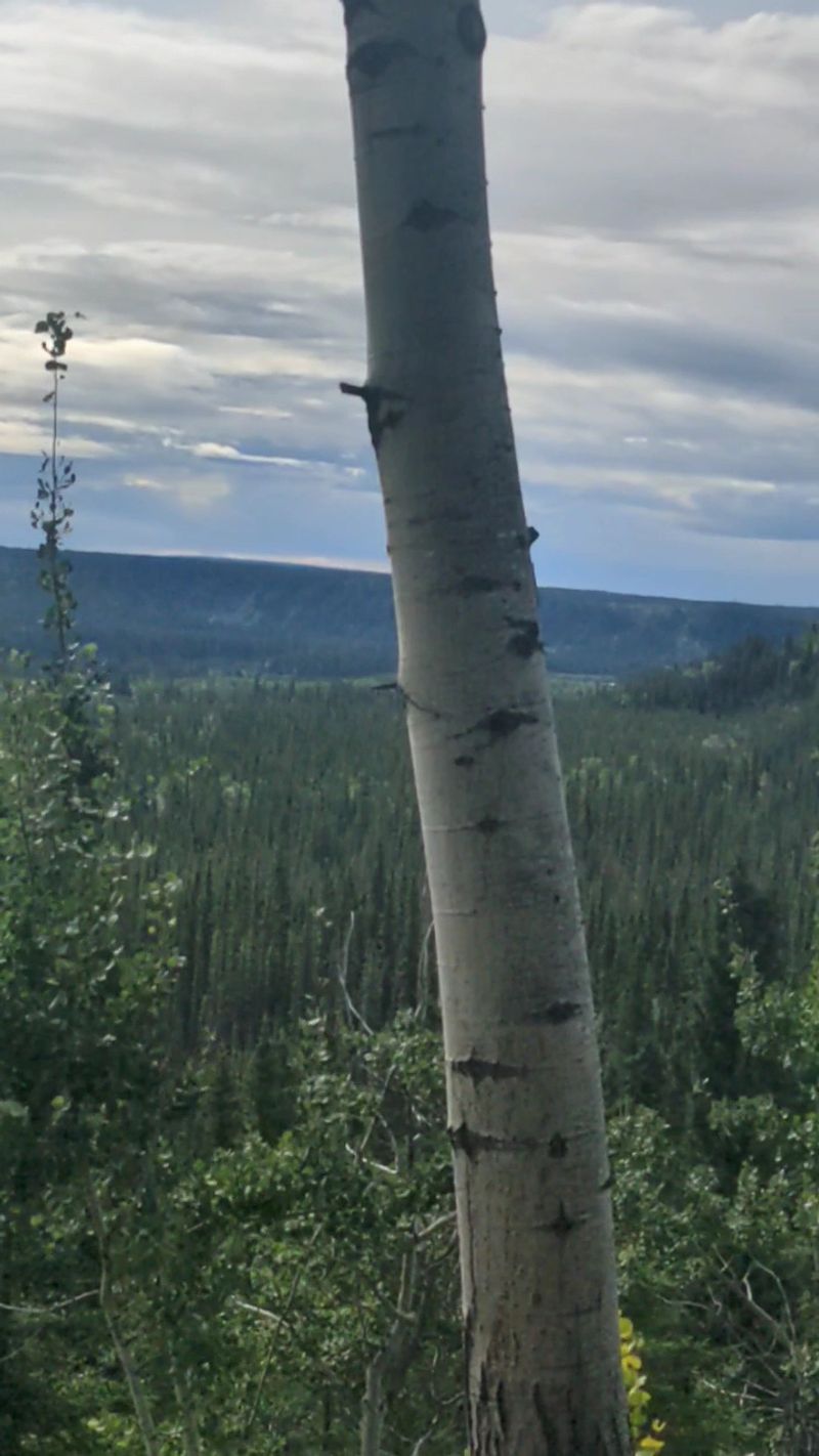 Ancient forests and sediments are emerging from ice