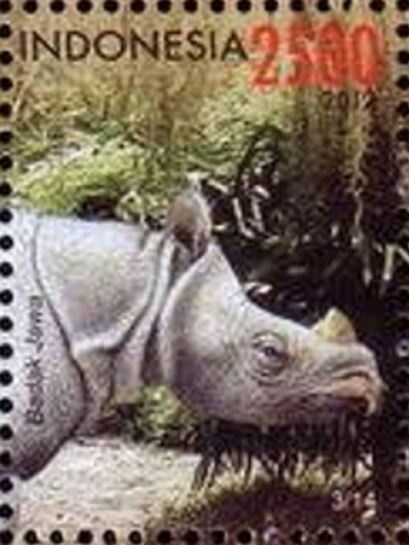 Javan Rhino