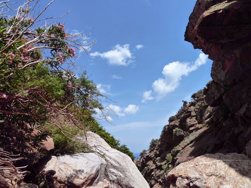 Wild Greens Are a Staple