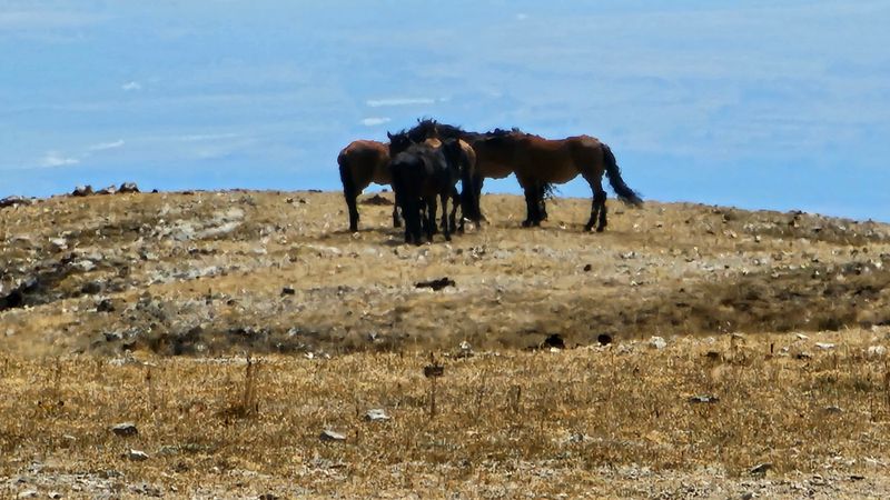 Pryor Mountains, Montana & Wyoming
