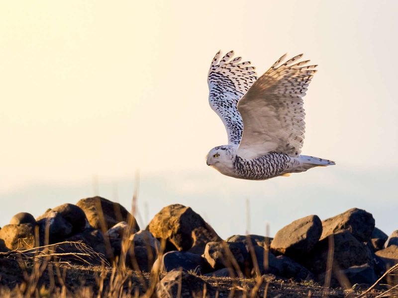 OM System OM-1 Mark II