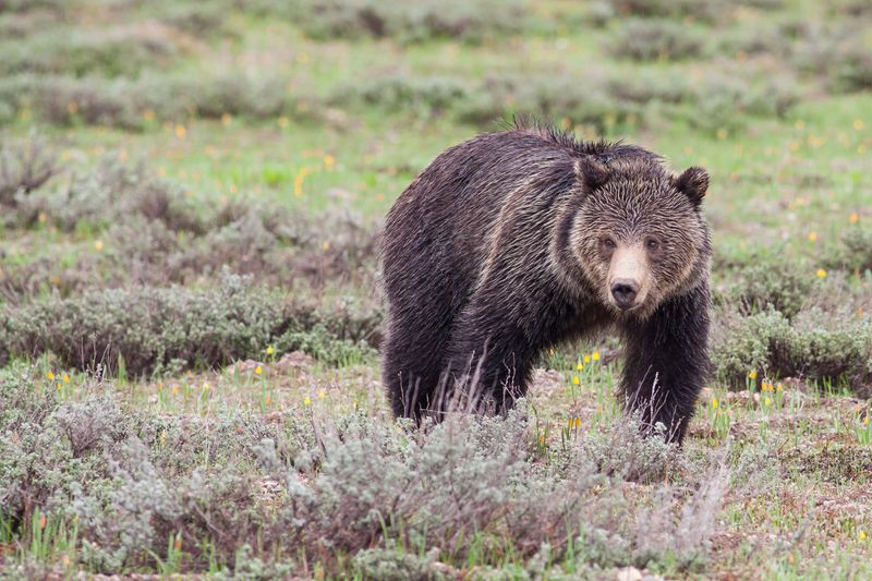 Jackson Hole & Grand Teton, Wyoming – Skiing & Wildlife Safaris