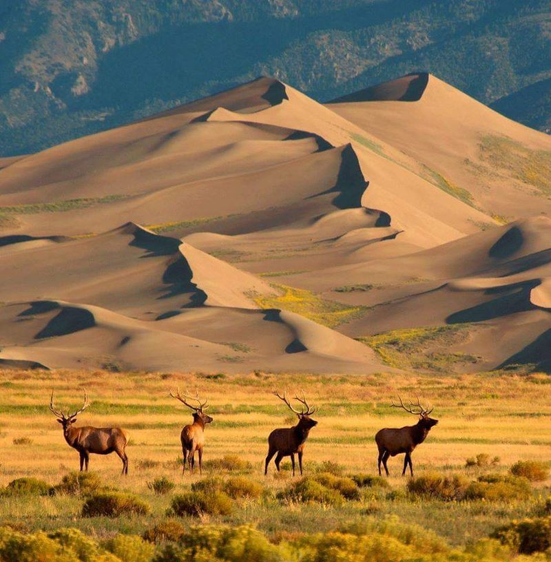 Great Sand Dunes National Park & Preserve (Colorado)