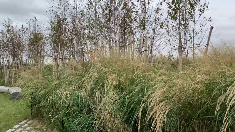 Why This Park Feels Different