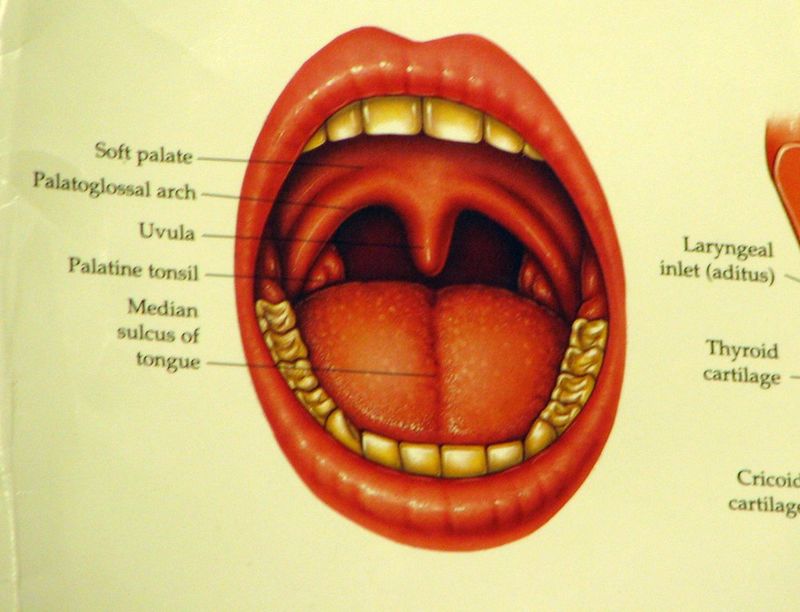 The Tongue Taste Map You Learned Is Wrong