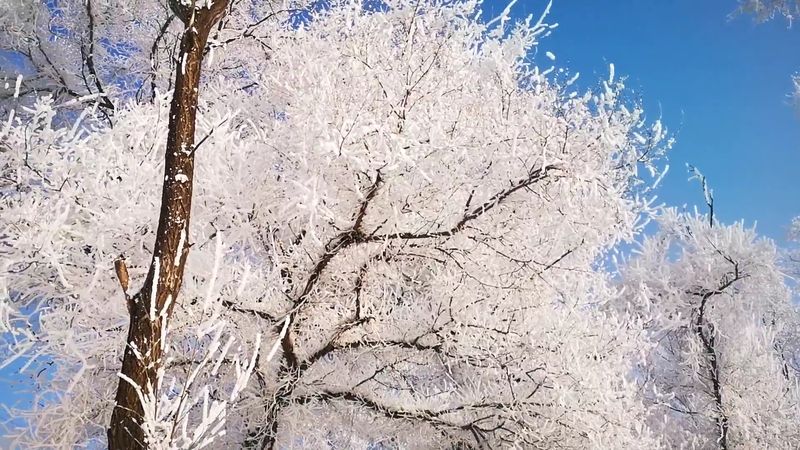Jilin City, China — Rime Ice Wonderland
