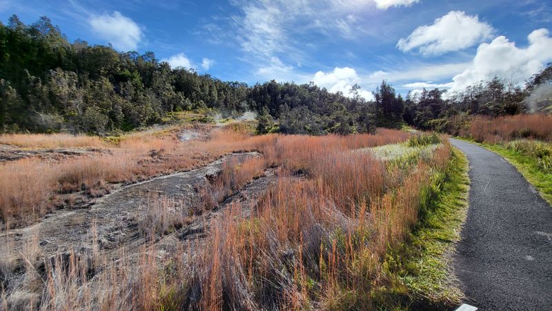 Devastation Trail To New Growth