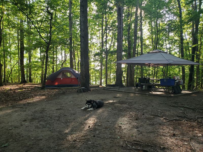 Camping Among the Trees